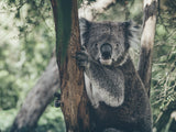 Koala-ty Adventures