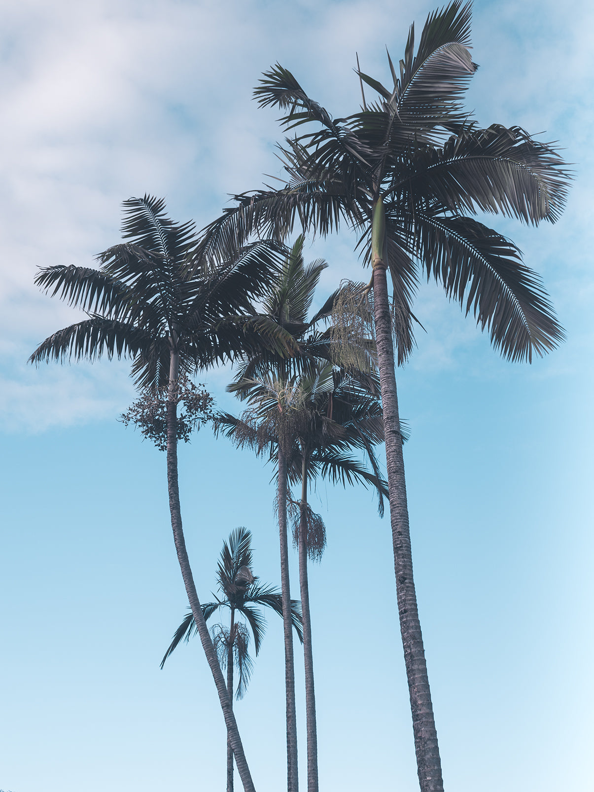 Tumblr Wallpapers Palm Trees Palm Tree Tumblr HD Wallpapers | Pxfuel